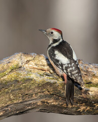 Middle Spotted Woodpecker - in the wet forest in winter