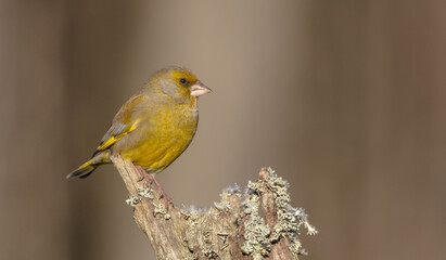 European Greenfinch   in winter at a wetland