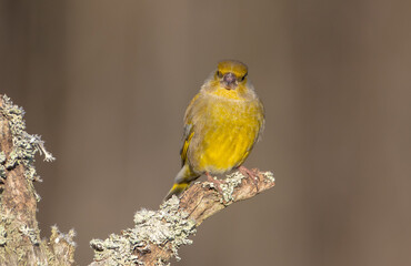 European Greenfinch   in winter at a wetland