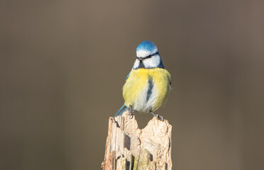 Eurasian Blue Tit - at a wet forest  in early spring