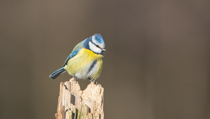 Eurasian Blue Tit - at a wet forest  in early spring
