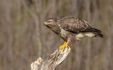 Common Buzzard in winter at a wet forest