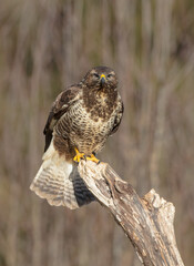 Common Buzzard in winter at a wet forest
