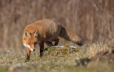 Red fox - in the wet forest in winter