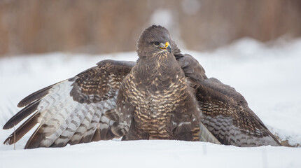 Common Buzzard in winter at a wet forest