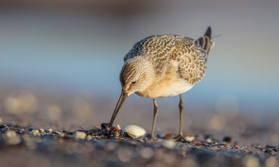 The curlew sandpiper - young bird at a seashore on the autumn migration way