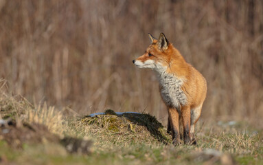 Red fox - in the wet forest in winter