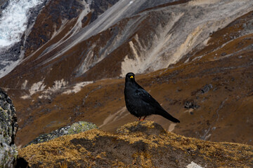 Black Yellow-billed Chough (Pyrrhocorax graculus) Bird in the Himalayas of Nepal in high altitude mountain
