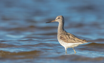 Common Greenshank feeding at a wetland in spring on a migration way