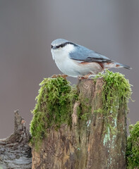 Eurasian nuthatch - in winter at a wet forest
