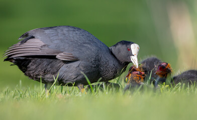 Eurasian coot - adult bird with juveniles in spring