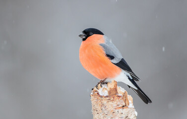 Eurasian Bullfinch - male at a wet forest in winter