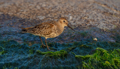 Dunlin - at a seashore on the autumn migration way