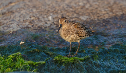 Dunlin - at a seashore on the autumn migration way