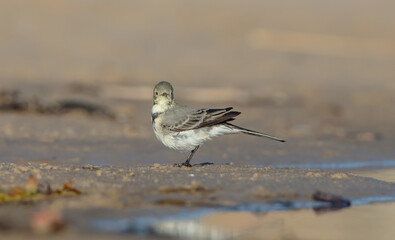 The White Wagtail - adult bird at a seashore on the autumn migration way