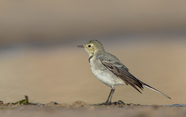 The White Wagtail - adult bird at a seashore on the autumn migration way