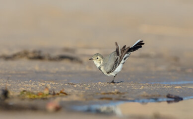 The White Wagtail - adult bird at a seashore on the autumn migration way