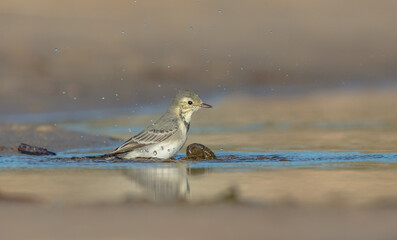 The White Wagtail - adult bird at a seashore on the autumn migration way
