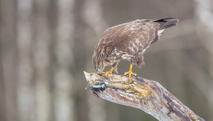 Common Buzzard in winter at a wet forest