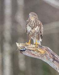 Common Buzzard in winter at a wet forest