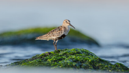 Dunlin - at a seashore on the autumn migration way
