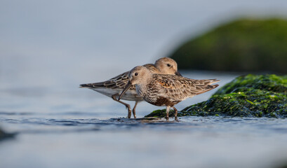 Dunlin - at a seashore on the autumn migration way