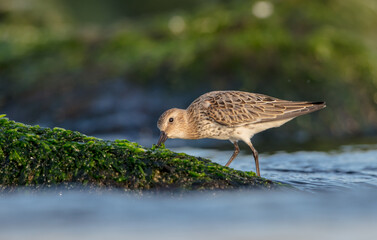 Dunlin - at a seashore on the autumn migration way