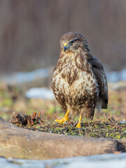 Common Buzzard in winter at a wet forest
