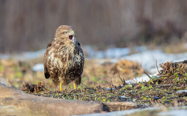 Common Buzzard in winter at a wet forest