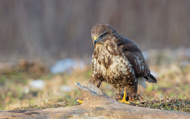 Common Buzzard in winter at a wet forest