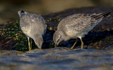Red Knot - on the autumn migration way at a seashore
