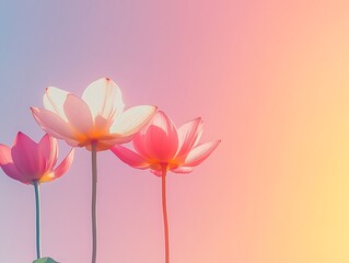 Obraz premium Elegant pastel gradient backdrop with three ethereal lotus flowers