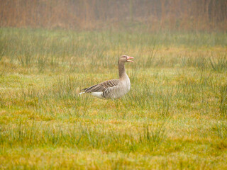 Grey Goose in marsh landscape looking for food. Bird migration. Wildlifw portrait. Spring.