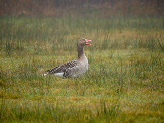 Grey Goose in marsh landscape looking for food. Bird migration. Wildlifw portrait. Spring.