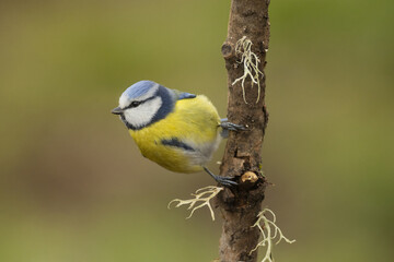 A blue tit holds on to a tree trunk with its claws while searching for food