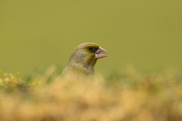 A pretty greenfinch, Chloris chloris, pokes its head out from the grasses of a meadow while feeding on seeds