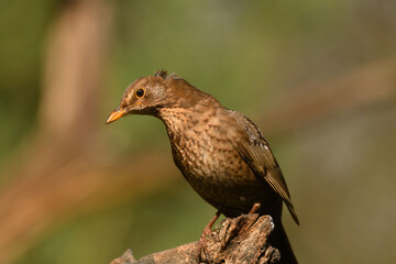 Amsel