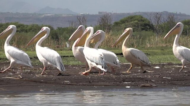 Slow motion of group of pelicans walking on shore of Lake Chamo in South Ethiopia
