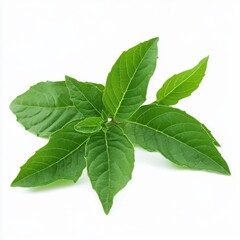 Obraz premium Fresh green leaves with a vibrant hue, perfect for culinary or herbal use.