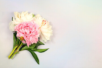 Bouquet of fresh peonies on sunny background.Abstract floral arrangement.Banner for congratulations on Mother's Day, wedding, Women's Day, birthday. Minimal modern aesthetics, elegant beauty concept