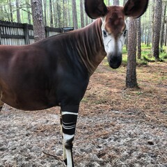 Okapi 