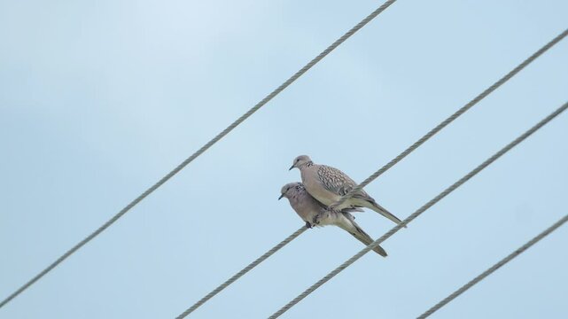 Low angle footage of a pair of European turtle doves perching on an electric wire under cloudy sky