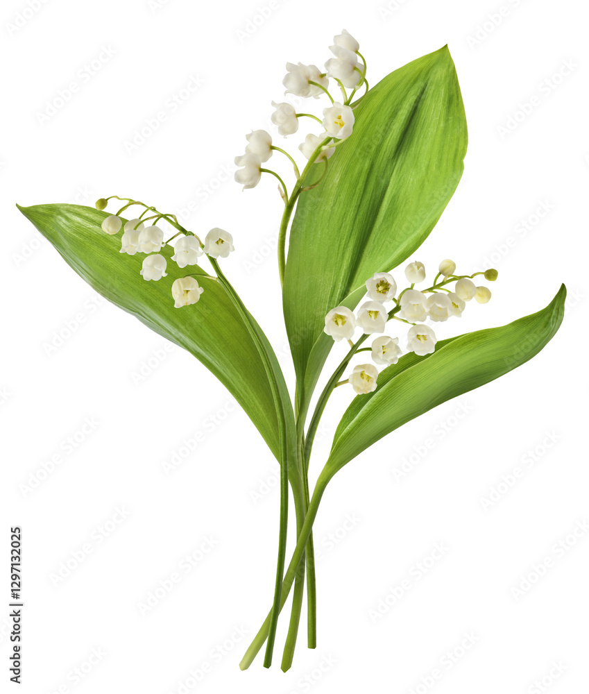 Wall mural beautiful lily of the valley flower falling in the air isolated on white background. levitation or z