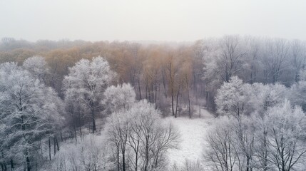 A Winter Wonderland View Of Trees Covered In Snow