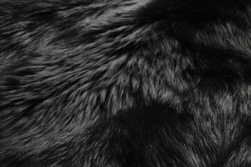 Fototapeta premium Gorilla Fur Texture