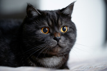 An image of a black cat with striking amber eyes, gazing forward. The close-up view highlights the...
