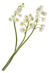 Beautiful Lily of the valley flower falling in the air isolated on white background. levitation or...