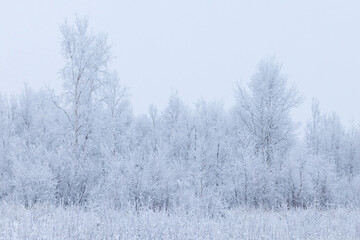 Trees covered in snow on winter day in Alaska
