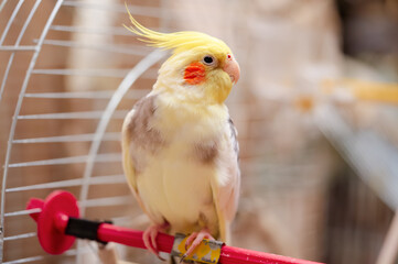 Bird pets. White Grey Yellow Corella Parrot (Nymphicus hollandicus).