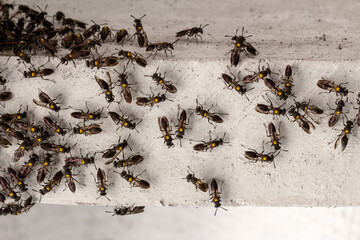 Marimbondo-paulistinha